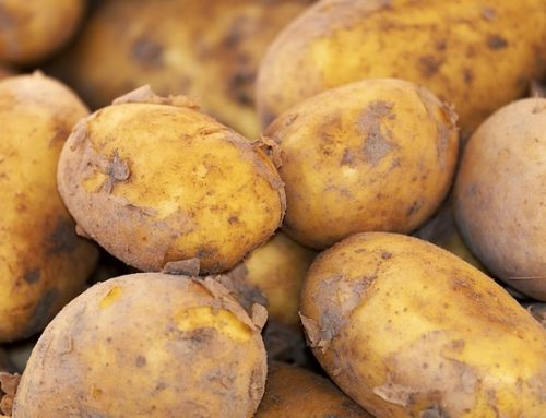 Comment conserver les pommes de terre?