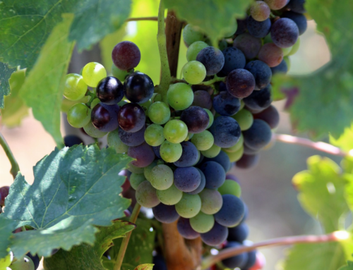 Le Languedoc, un terroir d’exception pour la culture viticole